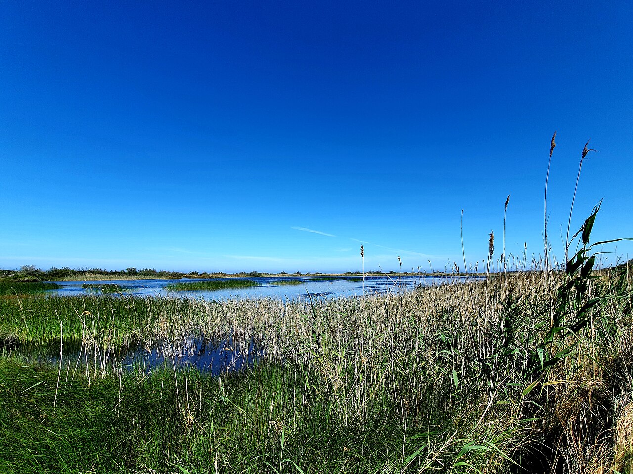 zone umide della Riserva Naturale Le Cesine